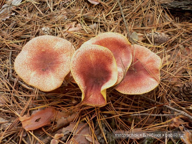 Красота... какая она — Болталка и разговоры обо всем: жизнь