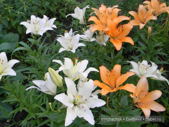 Красота... какая она — Болталка и разговоры обо всем: жизнь