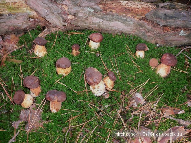 Красота... какая она — Болталка и разговоры обо всем: жизнь