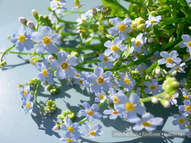 Красота... какая она — Болталка и разговоры обо всем: жизнь