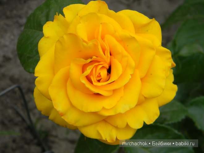 Красота... какая она — Болталка и разговоры обо всем: жизнь