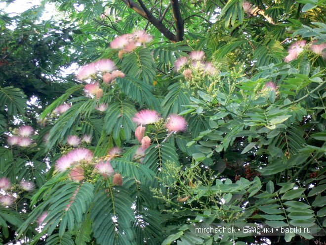 Красота... какая она — Болталка и разговоры обо всем: жизнь