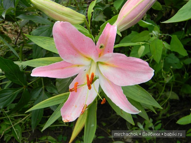 Красота... какая она — Болталка и разговоры обо всем: жизнь