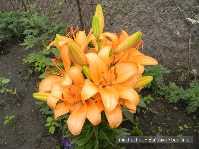 Красота... какая она — Болталка и разговоры обо всем: жизнь