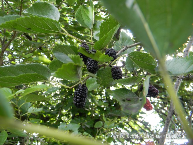 Красота... какая она — Болталка и разговоры обо всем: жизнь