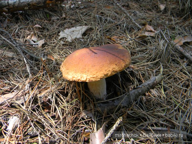 Красота... какая она — Болталка и разговоры обо всем: жизнь