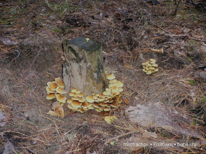 Красота... какая она — Болталка и разговоры обо всем: жизнь