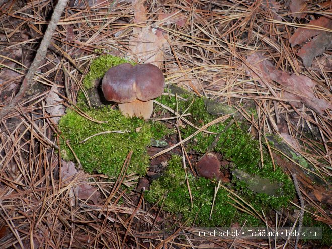 Красота... какая она — Болталка и разговоры обо всем: жизнь