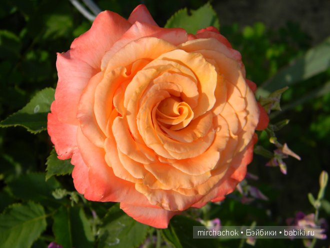 Красота... какая она — Болталка и разговоры обо всем: жизнь