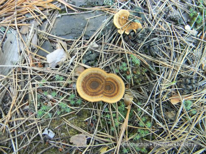 Красота... какая она — Болталка и разговоры обо всем: жизнь