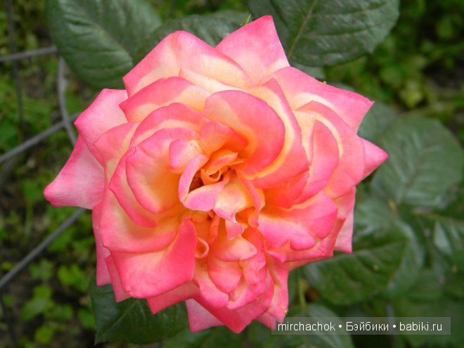 Красота... какая она — Болталка и разговоры обо всем: жизнь