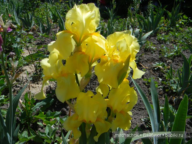 Красота... какая она — Болталка и разговоры обо всем: жизнь