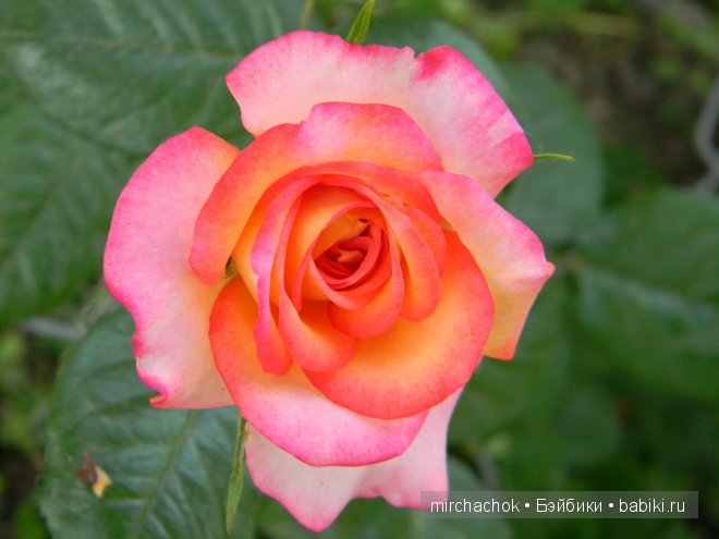 Красота... какая она — Болталка и разговоры обо всем: жизнь