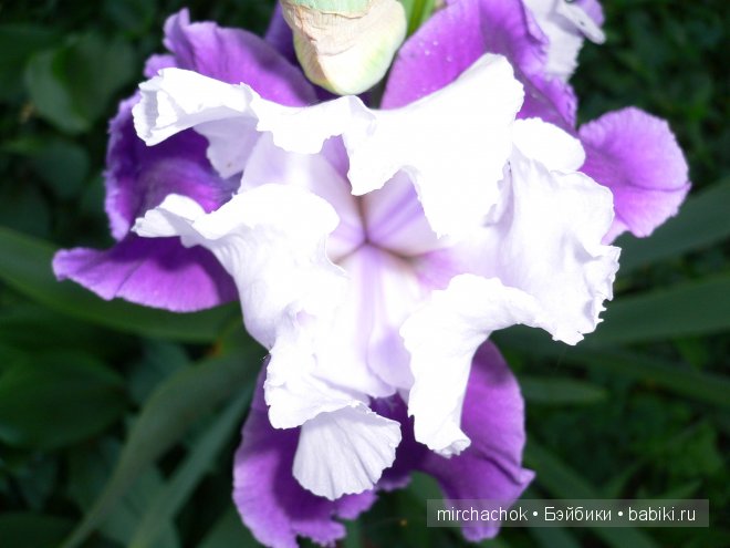 Красота... какая она — Болталка и разговоры обо всем: жизнь