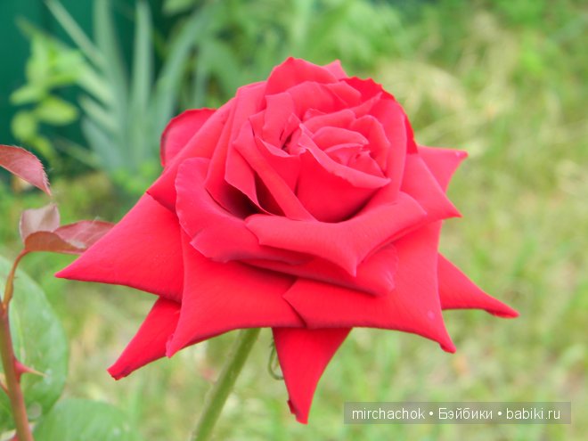 Красота... какая она — Болталка и разговоры обо всем: жизнь