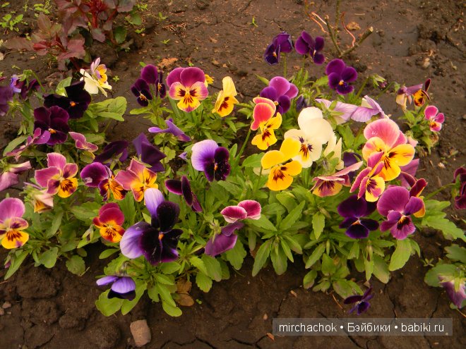 Красота... какая она — Болталка и разговоры обо всем: жизнь