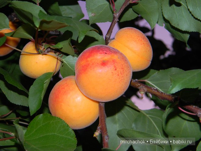 Красота... какая она — Болталка и разговоры обо всем: жизнь