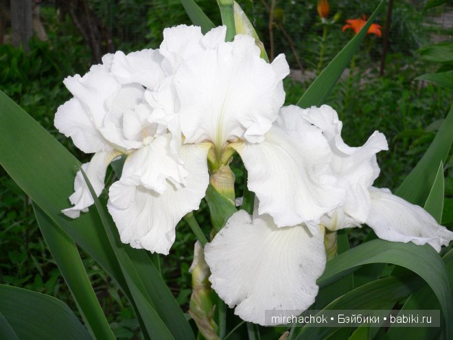 Красота... какая она — Болталка и разговоры обо всем: жизнь