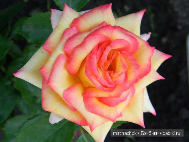 Красота... какая она — Болталка и разговоры обо всем: жизнь