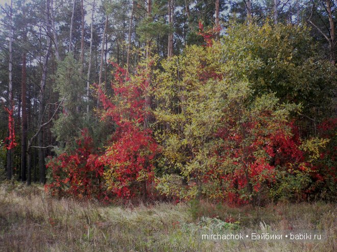 Красота... какая она — Болталка и разговоры обо всем: жизнь