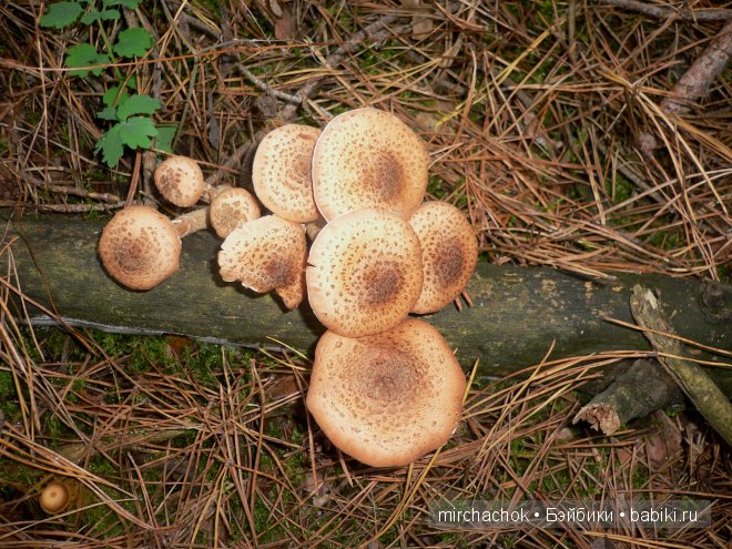 Красота... какая она — Болталка и разговоры обо всем: жизнь