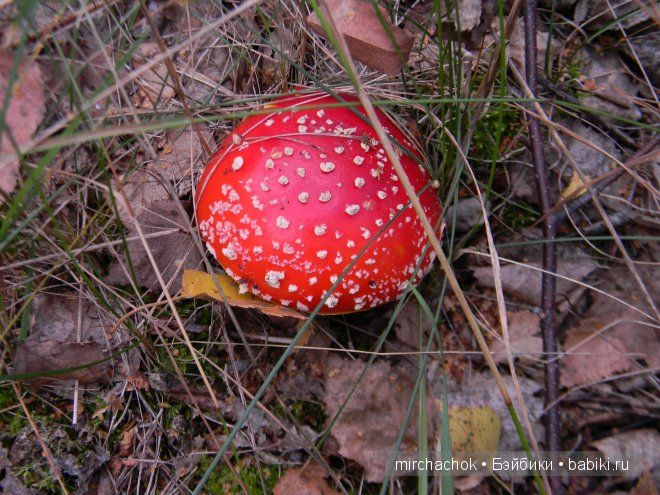 Красота... какая она — Болталка и разговоры обо всем: жизнь
