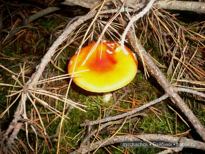 Красота... какая она — Болталка и разговоры обо всем: жизнь