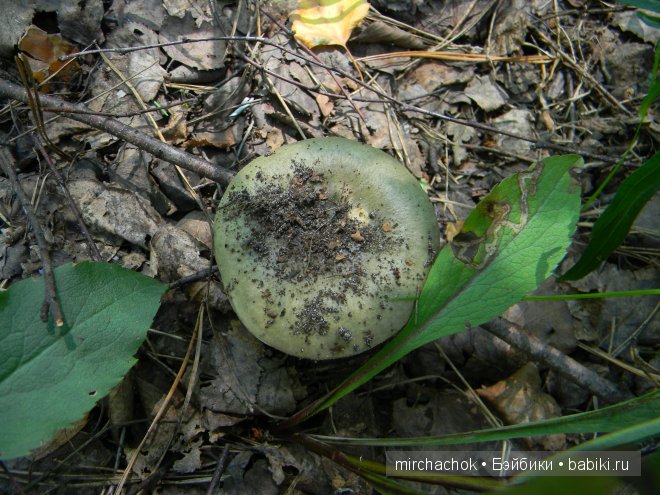 Красота... какая она — Болталка и разговоры обо всем: жизнь