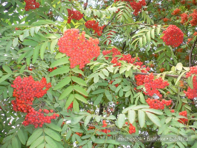Красота... какая она — Болталка и разговоры обо всем: жизнь