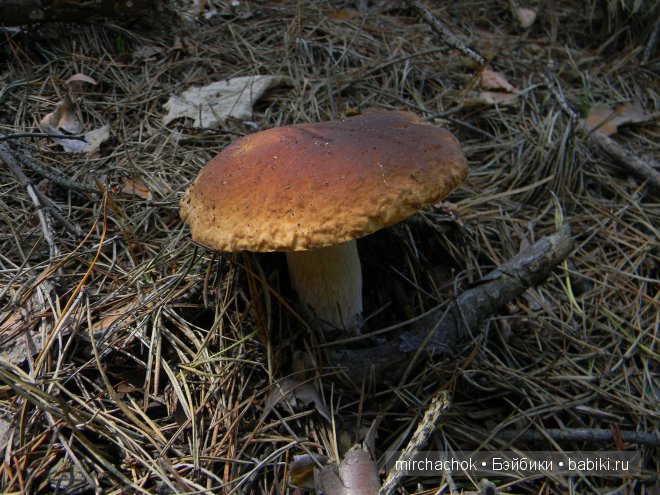 Знакомство с летом — Болталка и разговоры обо всем: жизнь (фото 4)