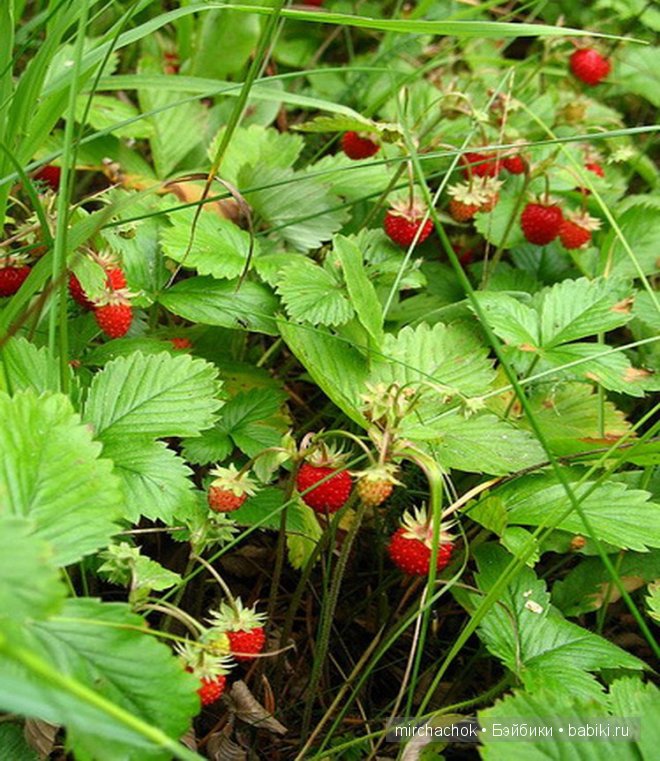 Знакомство с летом — Болталка и разговоры обо всем: жизнь (фото 6)