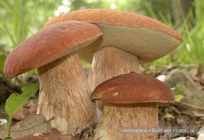 Знакомство с летом — Болталка и разговоры обо всем: жизнь