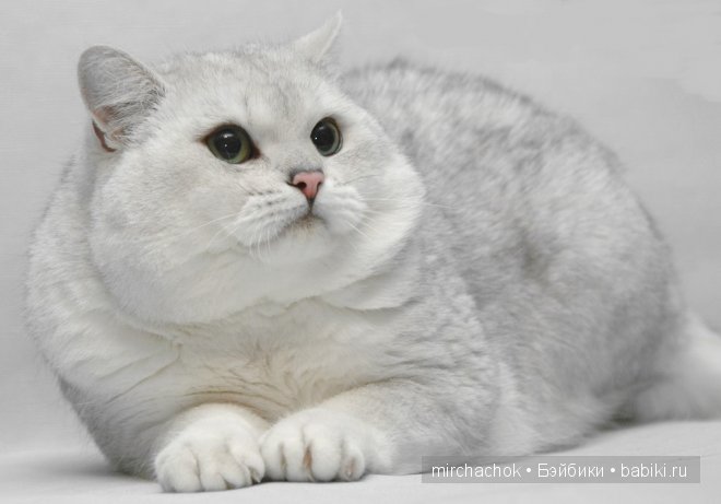 Британский котик "для души" (фото 8)