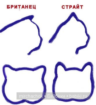 Британский котик "для души" | Бэйбики Британский котик "для души" (фото 5)