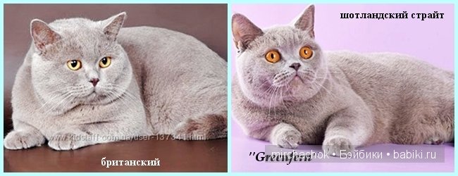 Британский котик "для души" | Бэйбики Британский котик "для души" (фото 6)