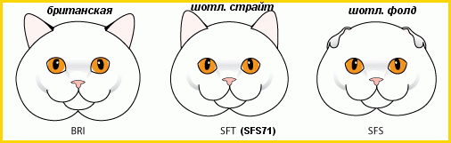 Британский котик "для души" | Бэйбики Британский котик "для души" (фото 4)