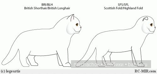 Британский котик "для души" | Бэйбики Британский котик "для души" (фото 2)