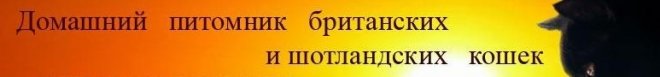 Британский котик "для души" | Бэйбики Британский котик "для души"