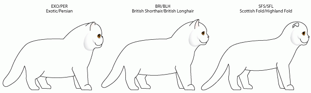 Британский котик "для души" | Бэйбики Британский котик "для души" (фото 3)