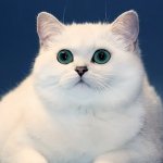 Британский котик "для души"...