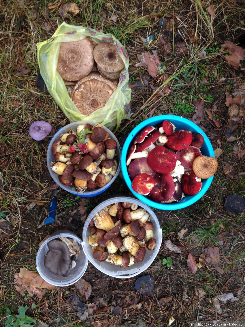 Как малышастики к Мишке в гости ходили
