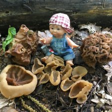 Как наш Обижулька за весенними грибами ходил