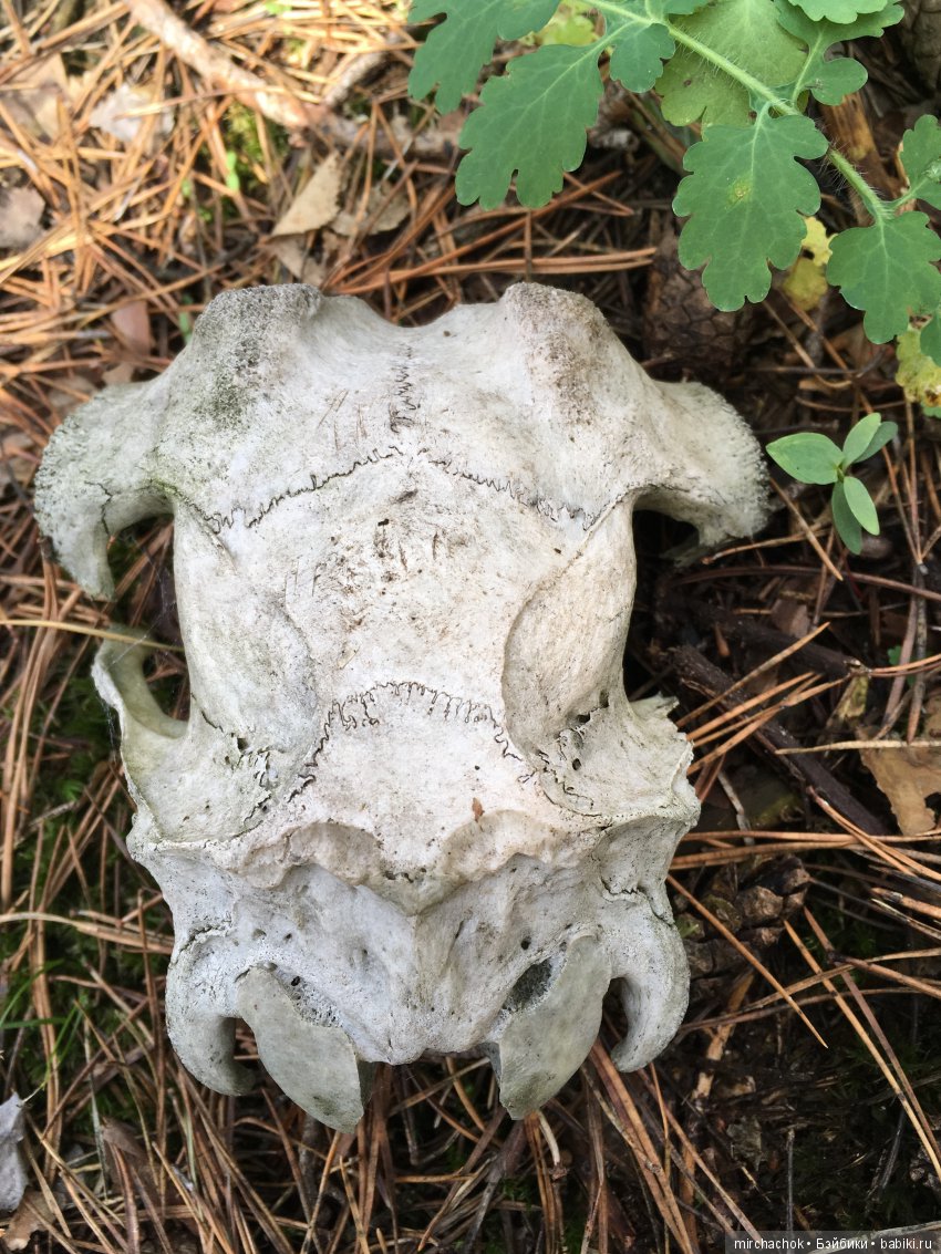 Красота и Ужасы весеннего леса