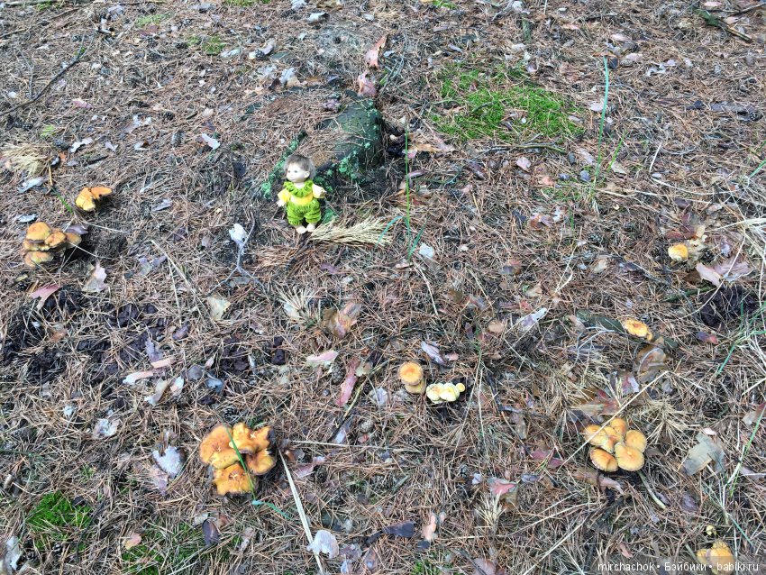 Весенний лес глазами Гришки (фото 10)