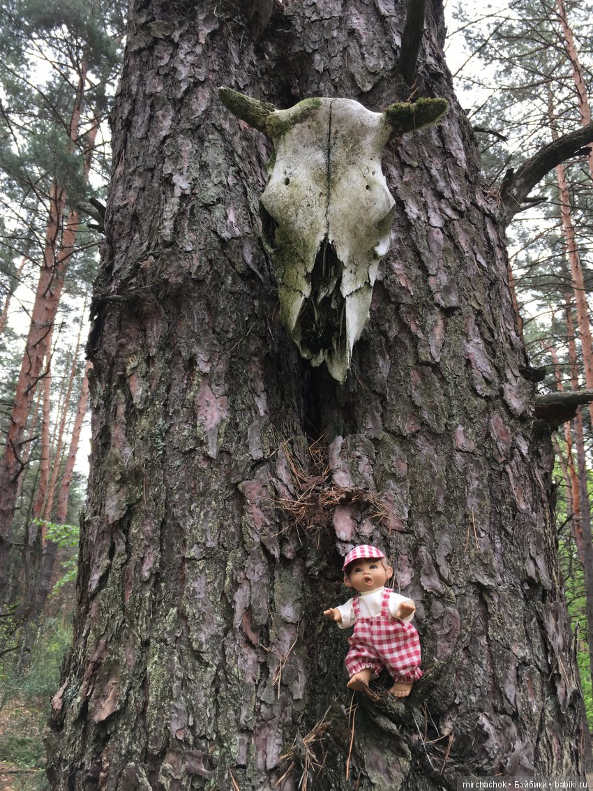 Весенний лес глазами Гришки (фото 3)