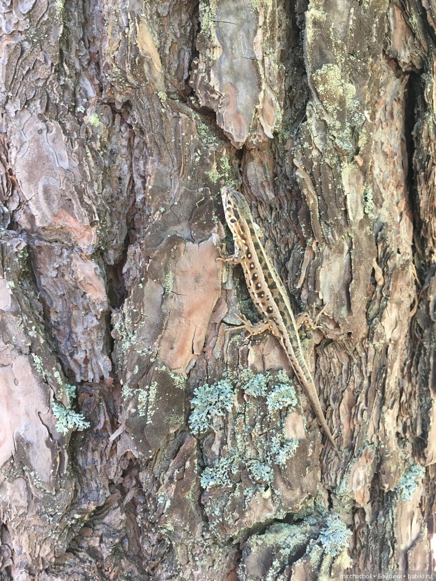 Прощание с ландышами 2019 (фото 5)