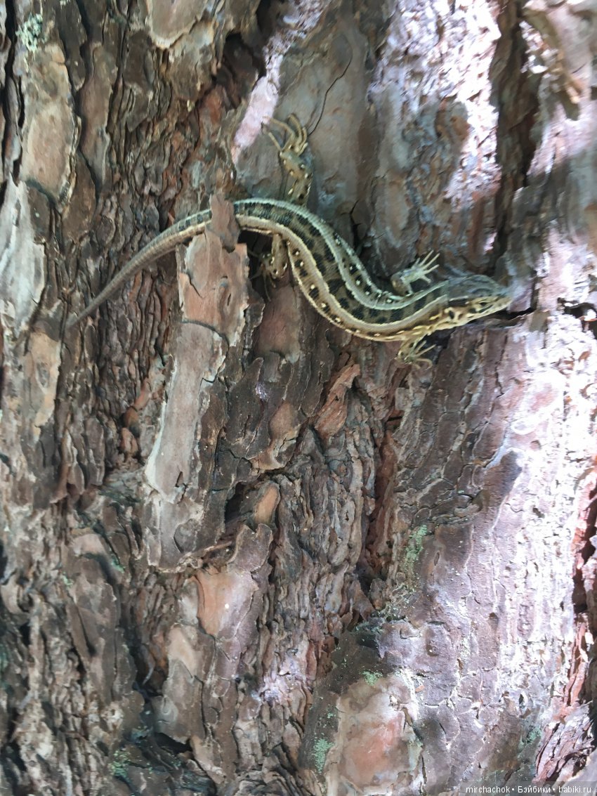 Прощание с ландышами 2019