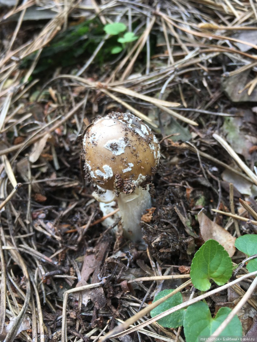 Как Данька реванш взял:) — Куклы D'Anton Jos (Д'Антон Джос): характерные (фото 4)