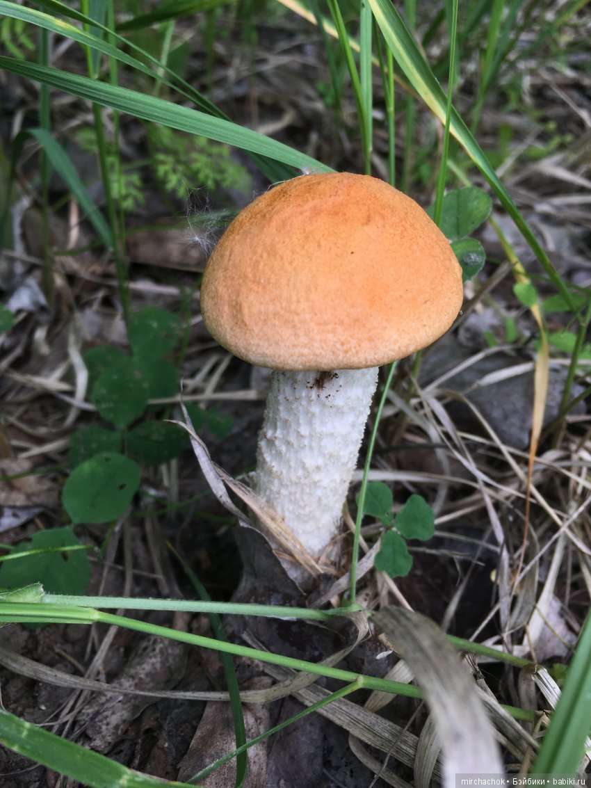 Как Обижулька прекрасную Русалку повстречал