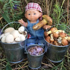 как Данька грибы вёдрами собирал